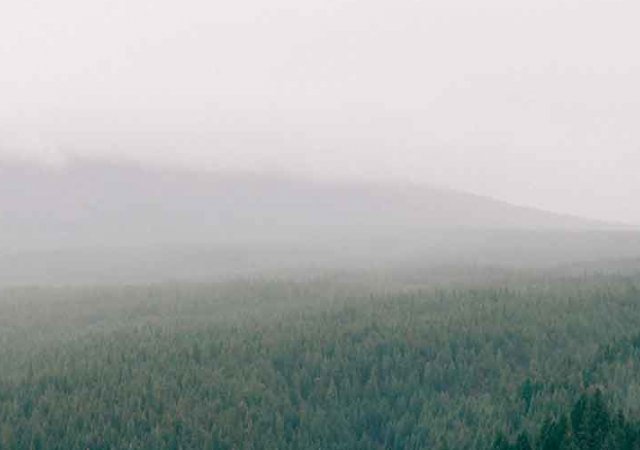 Endless woods