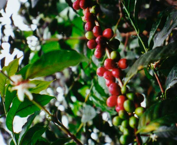 Der hochwertige Arabica-Kaffee gedeiht nur im Hochland in Mischkulturen.